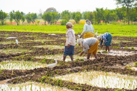 Crop-Report-Kharif-sowing-up-10-37-on-year-at-57-5-mln-ha-tur-up-191-37-
