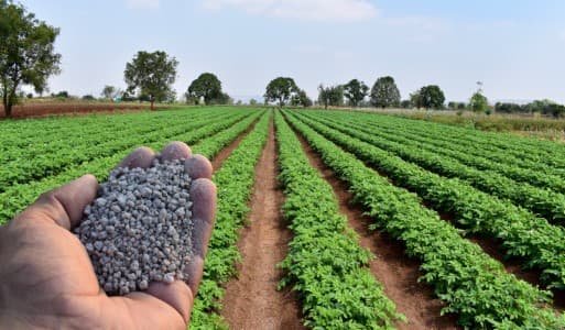 Cabinet-may-OK-70-bln-rupees-subsidy-for-DAP-based-fertiliser-source-says