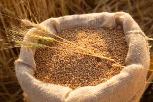 Wheat-research-institute-to-align-activities-with-govt-initiatives