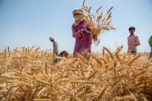 MSP-Hike-Cabinet-OKs-2-7-37-hike-in-6-rabi-crops-MSP-for-2025-26-raises-wheat-MSP-7-37-