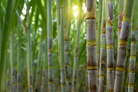 Labour-Exploitation-Sugar-federation-rejects-allegations-of-labour-exploitation-during-harvest