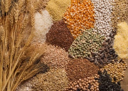 Lost-in-Transit-FCI-lost-53-000-tn-foodgrain-worth-INR-1-68-bln-in-transit-Apr-Dec