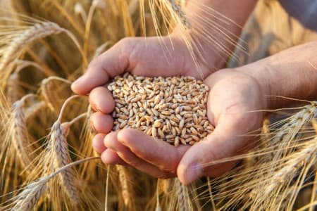 Support-Price-Madhya-Pradesh-announces-INR-175-100-kg-bonus-over-MSP-for-wheat-procurement