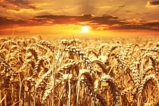 Wheat-Stock-Govt-orders-mkt-participants-to-declare-wheat-stock-position-starting-Apr-1