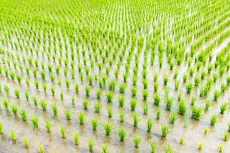 Crop-Report-Summer-crop-acreage-up-15-37-on-year-at-6-02-mln-ha-as-of-Friday