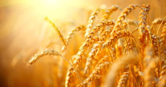 FCI-wheat-buys-jump-70-37-on-year-to-12-7-mln-tn-so-far-led-by-MP-Haryana