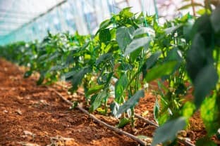 Horticulture-Output-Govt-pegs-2024-25-horticulture-output-at-367-7-mln-tn-up-4-37-on-year