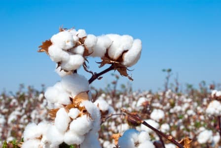 Duty-Exemption-Govt-extends-import-duty-exemption-on-cotton-to-Dec-31-from-Sept-30