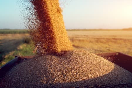 SPOTLIGHT-Wheat-area-seen-rising-2-4-37-but-delayed-sowing-may-impact-output
