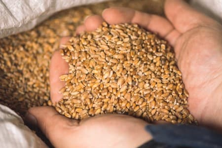 Wheat-Production-Floods-may-cut-Punjab-wheat-output-5-15-37-but-India-production-seen-unscathed