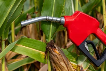 India-s-ethanol-policy-tilts-heavily-to-grains-squeezes-sugar-sector