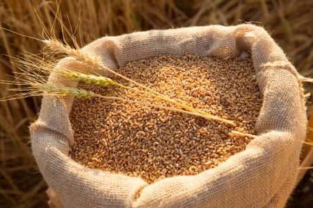 Crop-Report-India-rabi-acreage-up-10-37-on-year-at-20-8-mln-ha-wheat-up-17-37-
