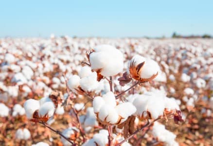 Cotton-Output-Cotton-Association-maintains-India-2025-26-output-forecast-at-31-7-mln-bales