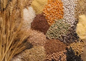 Grains-Council-Estimates-IGC-keeps-2026-27-global-food-grain-output-estimate-unchanged-at-2-41-bln-tn