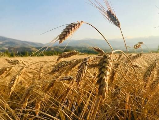 Crop-Report-India-kharif-area-down-1-3-37-paddy-falls-4-37-oilseeds-flat